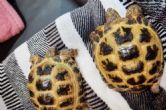 Horsfields : Both Young approx 2 years old (Timmy & Charlie)